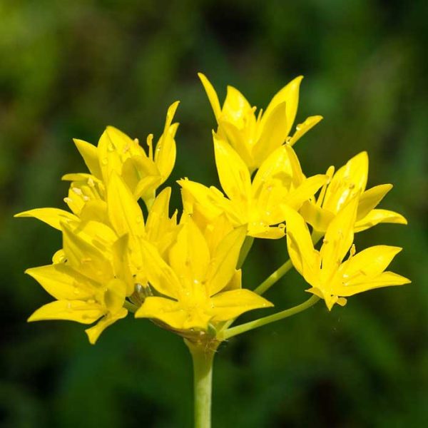 allium moly
