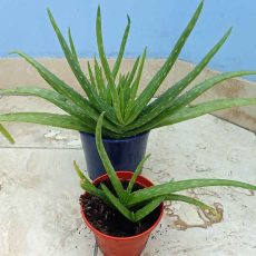 Aloe Vera