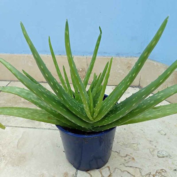 Aloe Vera