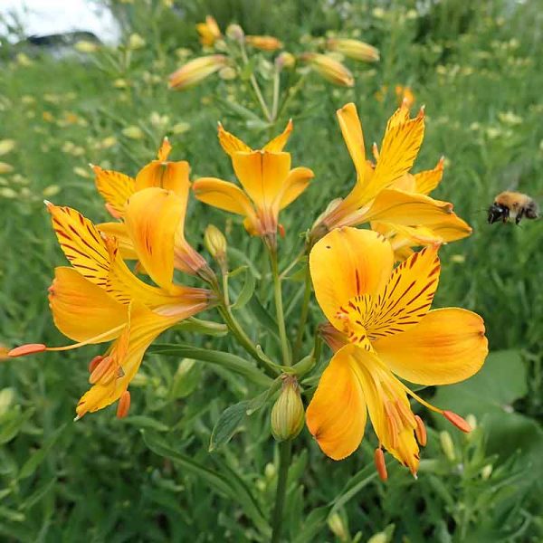 alstromeria and bee