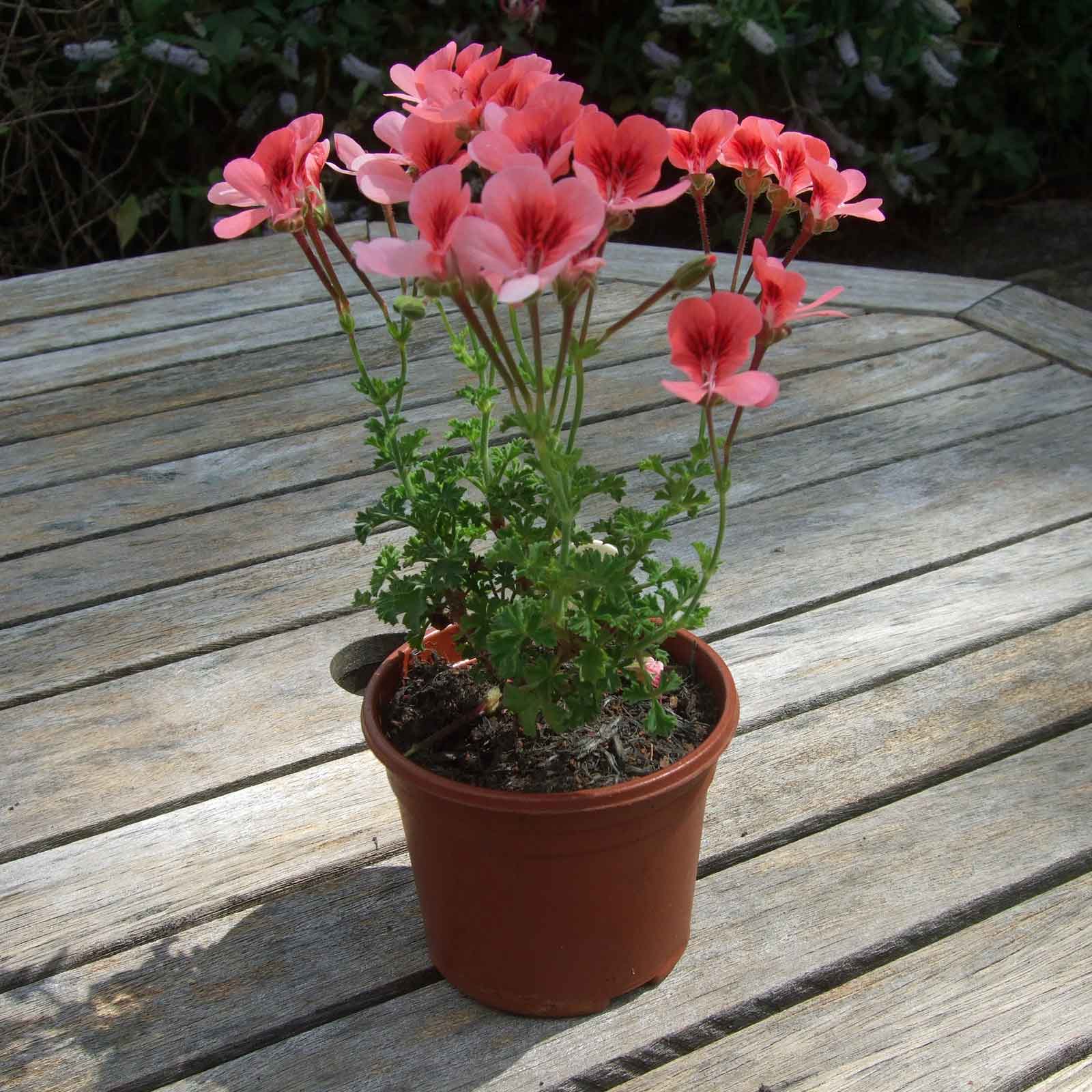 Buy Pelargonium Angel Eyes Orange Geranium From £4 2023 Plant Sale