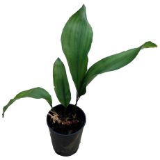 aspidistra