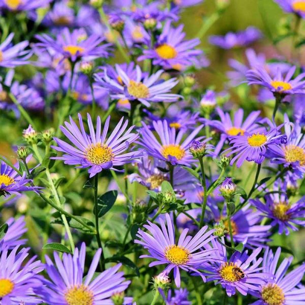 aster