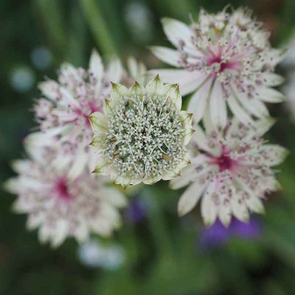 astrantia