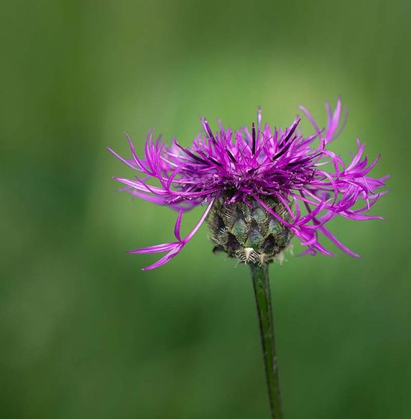 black knapweed