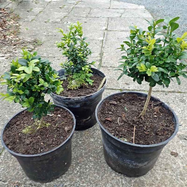 Box - Buxus sempivirons