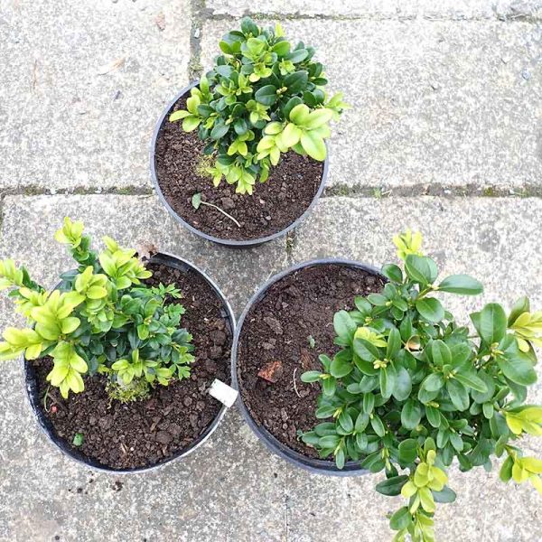 Box - Buxus sempivirons