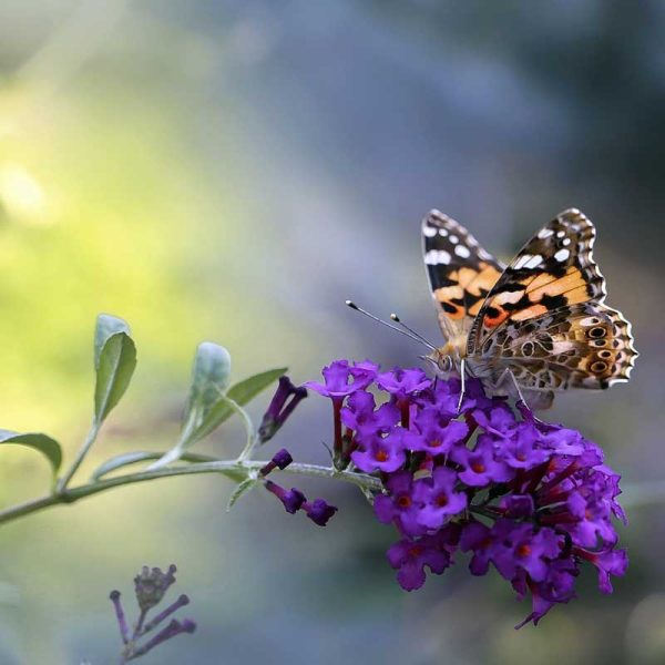 buddleia