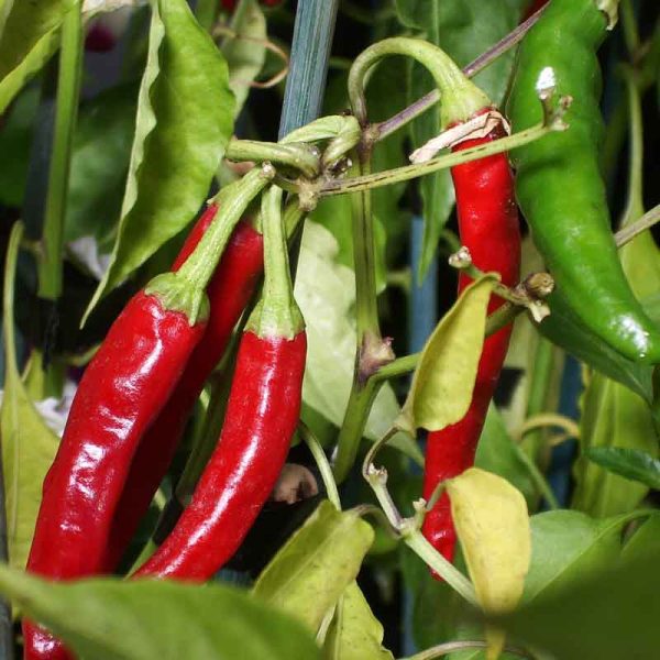 chilli plants