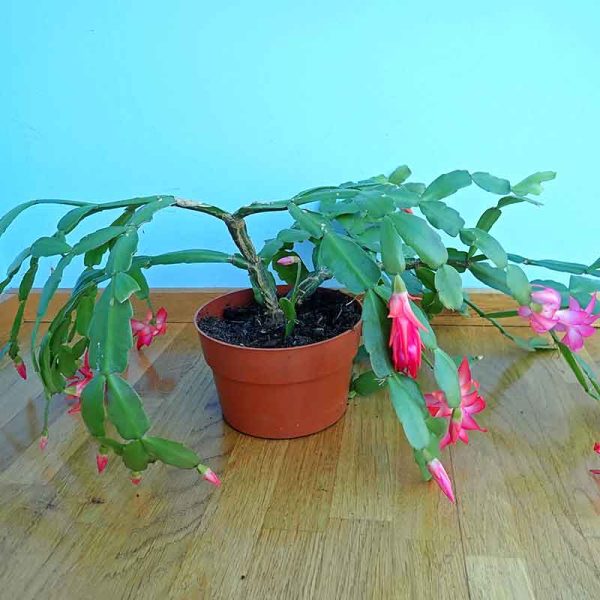 christmas cactus