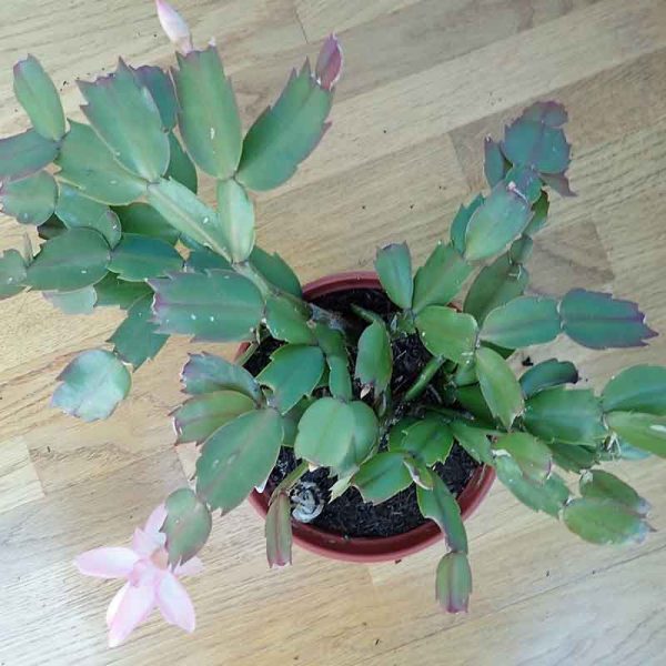 Christmas Cactus - Image 2