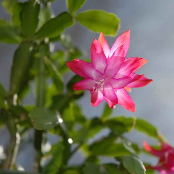 christmas cactus flower