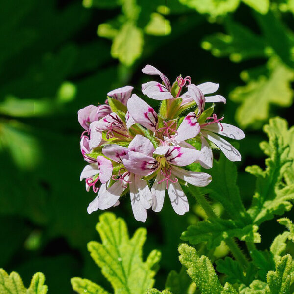Citronella Scented Leaf Pelargonium (geranium) plant