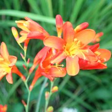 Buy crocosmia