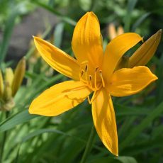 Yellow scented day lily