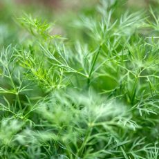 dill
