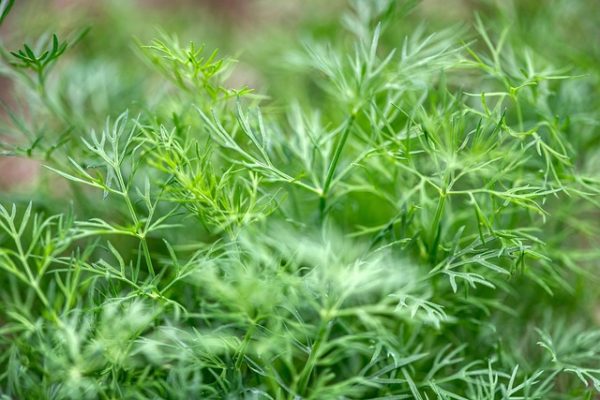 dill