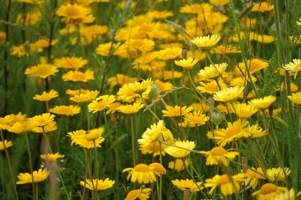 dyers chamomile
