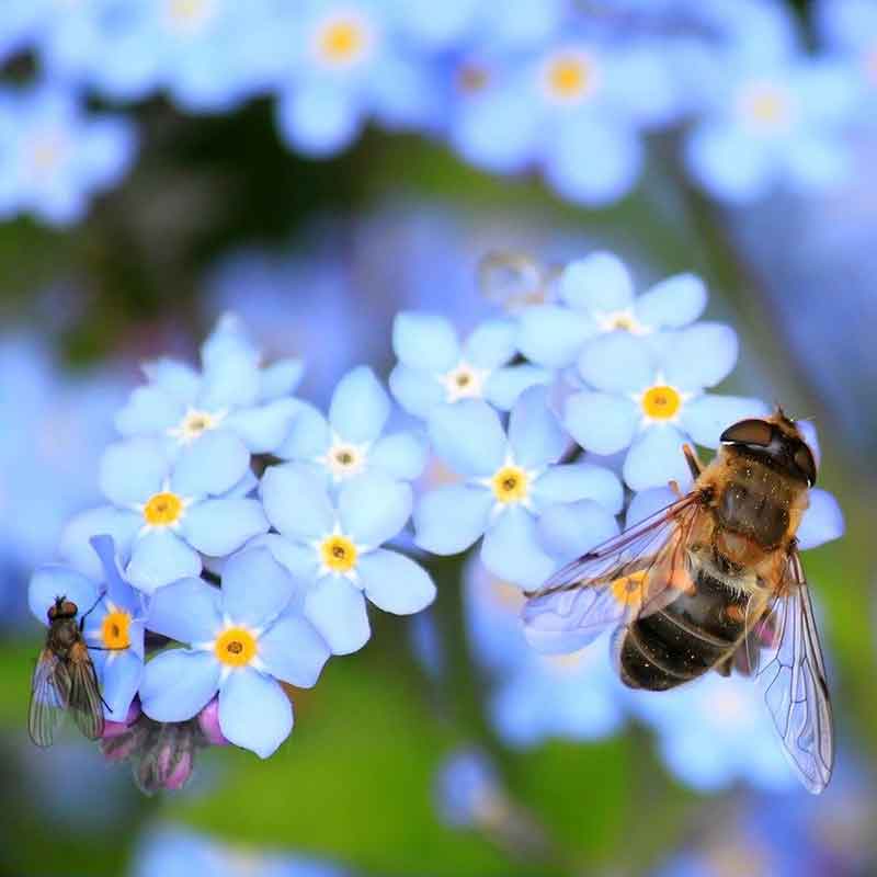 Plant of the week: forget-me-not, Gardens