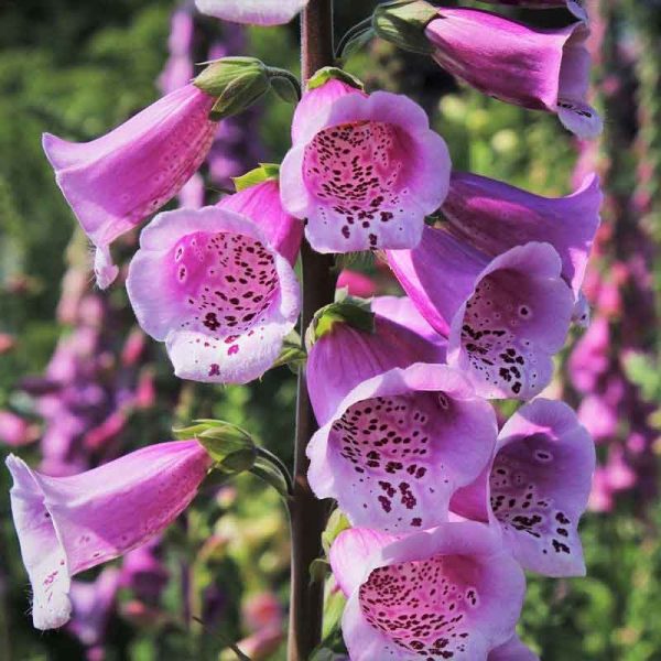 foxglove