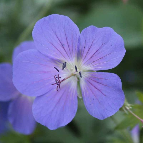 Geranium pratense