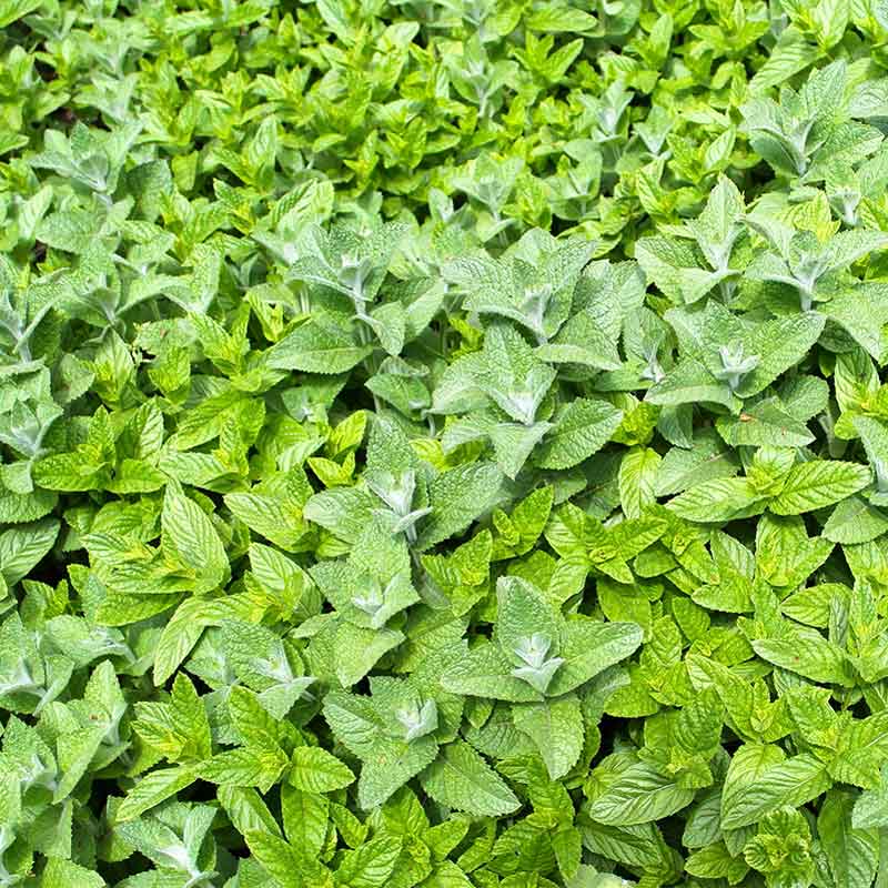 Buy Ginger Mint from £2.50 2024 plant sale