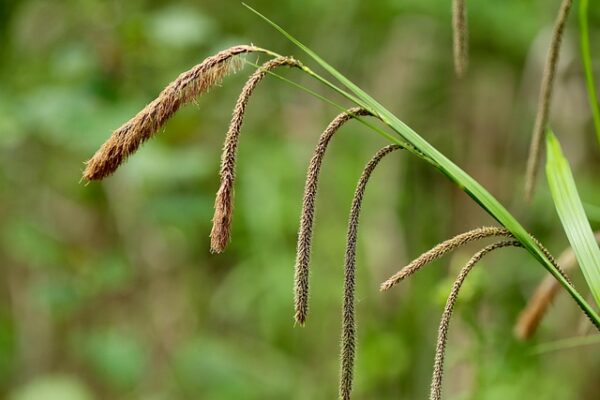 Pendulous Sedge, Carex pendula, plant