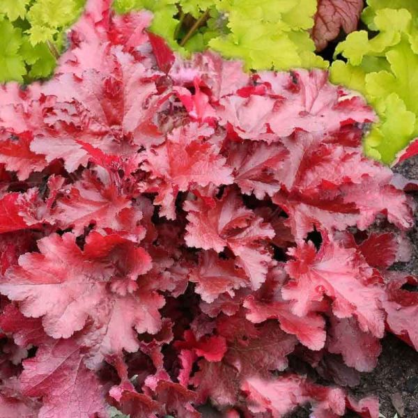 Coral Bells