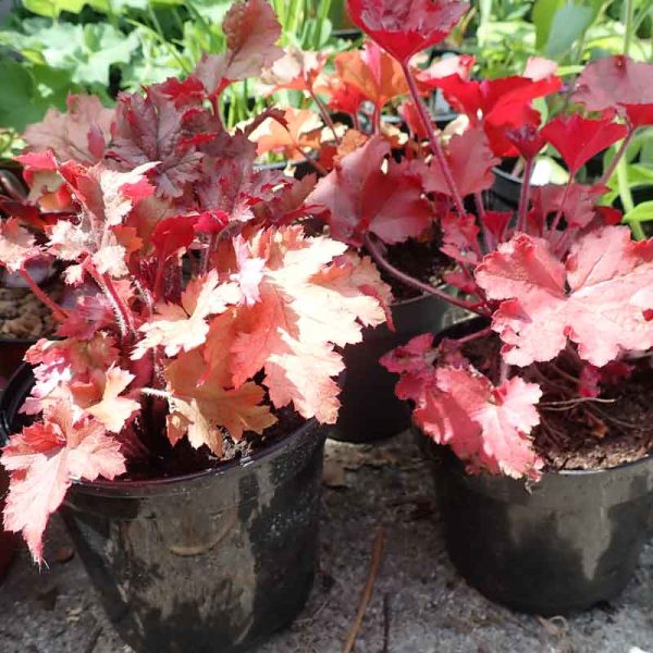 heuchera pots