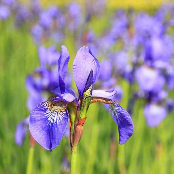 iris siberica