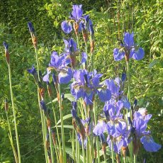 Iris siberica