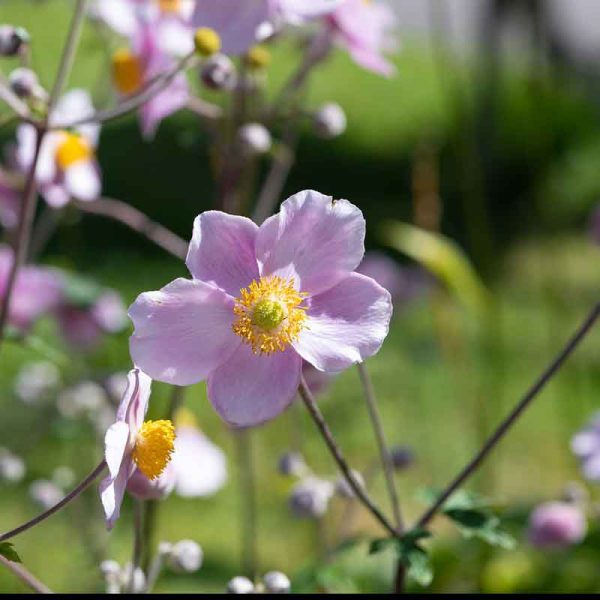 japanese anemone