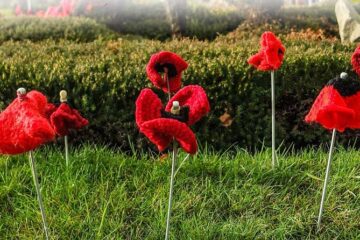 Knitted poppies. Knutsford 1 by Matt Harrop, CC BY-SA 2.0