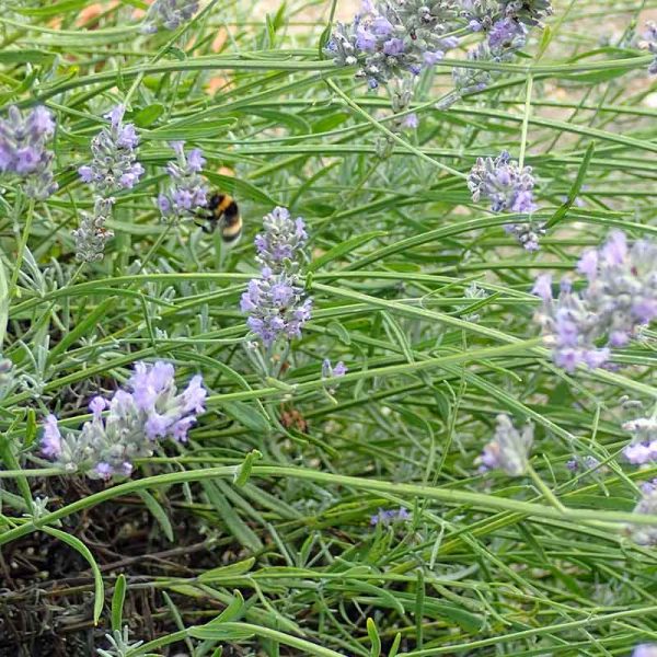 lavender and bee