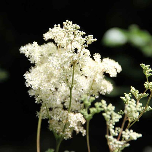 meadowsweet