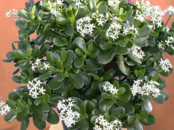 Flowering money plant