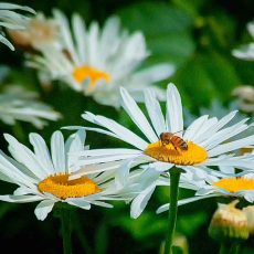 ox-eye daisy