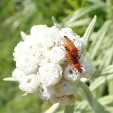 pearly everlasting