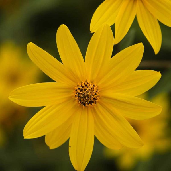 buy perennial sunflower