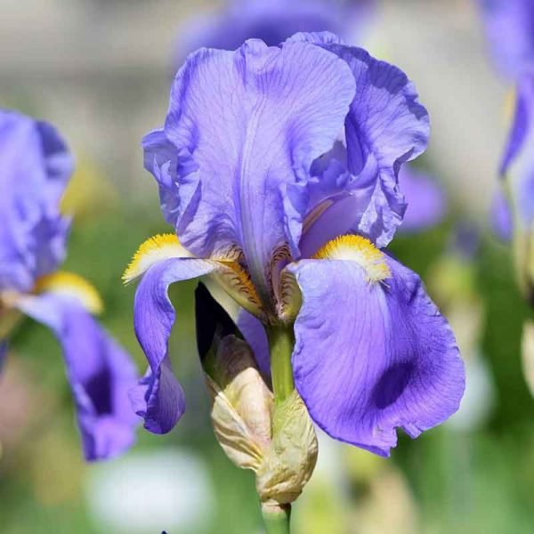 purple bearded iris