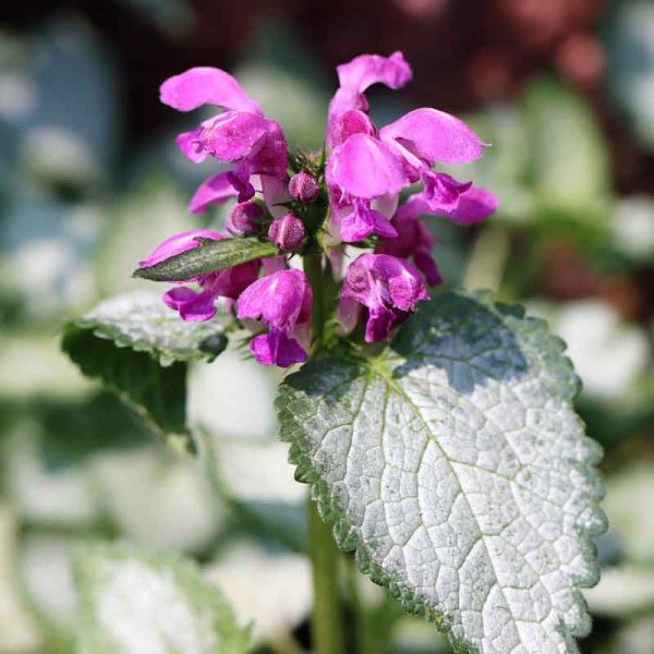 red dead nettle