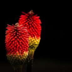 Red Hot Poker plant