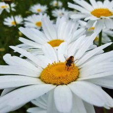 Buy Shasta Daisy. Leucanthum superbum - Lovely plant with large daisy-like flowers