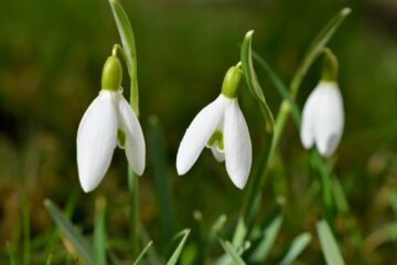 snowdrops