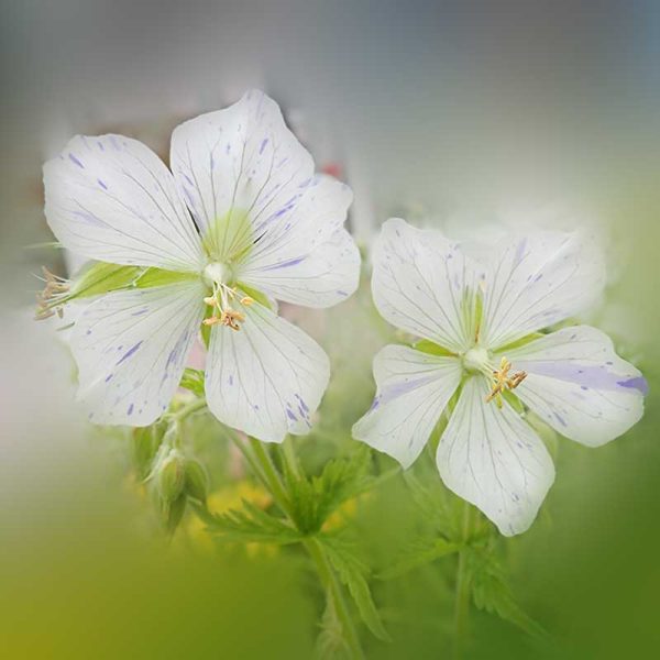 splish splash geranium