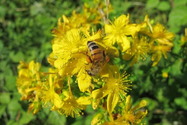 St Johns Wort