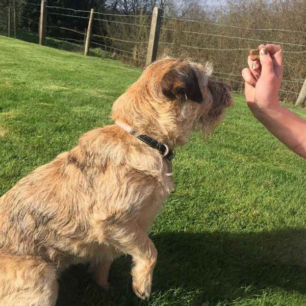 Border terrier anxious for a yummy treat