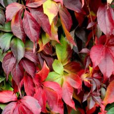 virginia creeper