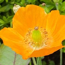 welsh poppy