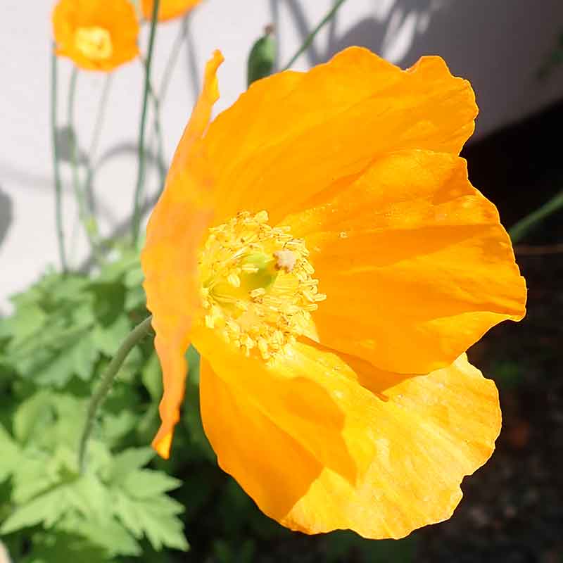 Buy Welsh Poppy From 2 50 2024 Plant Sale   Welshpoppy 